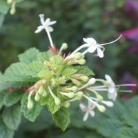 Clerodendrum calamitosum L.